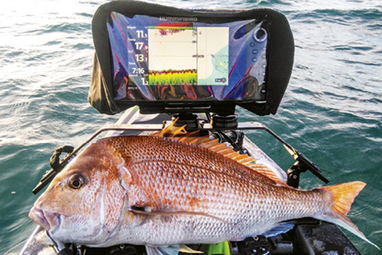 Mandel Fish Western Coromandel Fishing Holiday Tips - The Fishing Website
