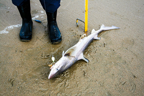 Lemonfish or rig can be tasty, sporty and accomodating but can also be annoying, taking up fishing time when snapper are around.