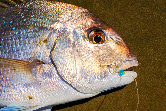 Octopus, skipjack tuna and crayfish are among the writer's favourite snapper baits.