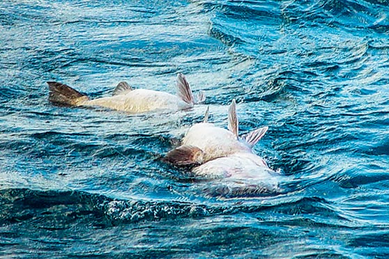 The cellar dwellers such as hapuku and bass are particularly prone to barotrauma.