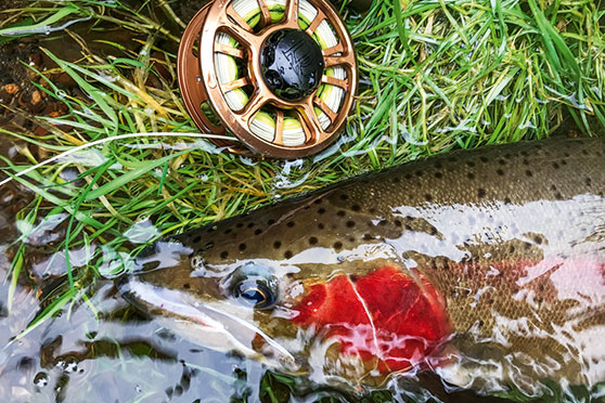 The writer fell in love with flyfishing in Australia, but has loved the challenge of fishing NZ's bigger waters.