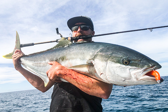 A hearty kingfish caught on the writer's favoured soft-bait combo.