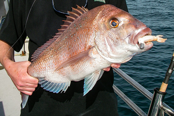 Squid are enjoyed by a variety of predators, including snapper.