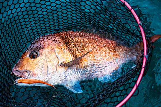 A large jerk-bait placed on a very light- jig-head can be a lethal combination in the right situation.