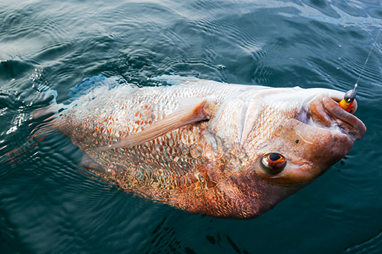 Many anglers favour a well-tied loop knot to secure their lures.