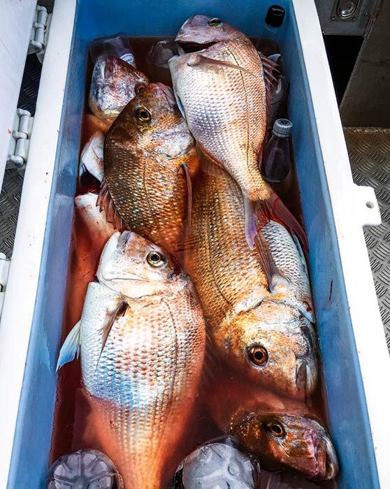 A respectable chilly bin with some nice snapper taken from the west coast.