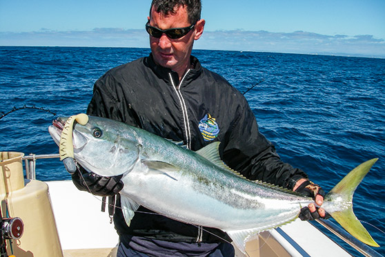 A large Storm paddler-type soft-bait proved too hard for this kingfish to resist.