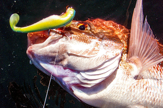 An early Basstrix paddle tail lure.