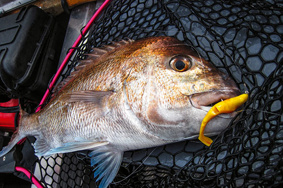 Note the strategically placed slices in the wrist of this paddle-tail; this allows the tail to waggle more readily.