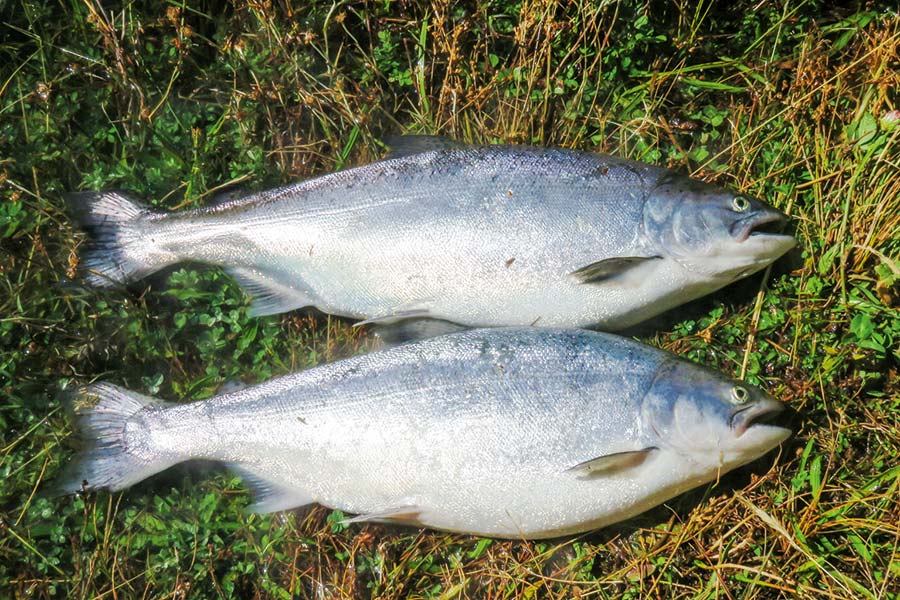 Two salmon taken from the Ohau Canals.
