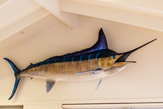 The marlin the writer caught on his first day back in NZ. A special memory that will last forever and will hopefully be handed down to the next generation.