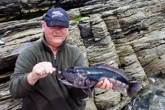 Deep-hooked blue cod have a high mortality rate.