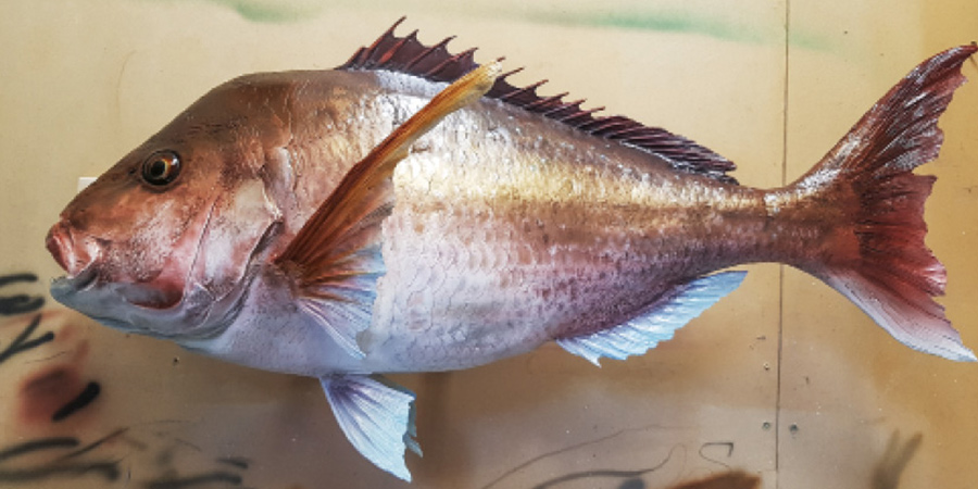 A decent paint job can be the difference between a good and poor fish replica.