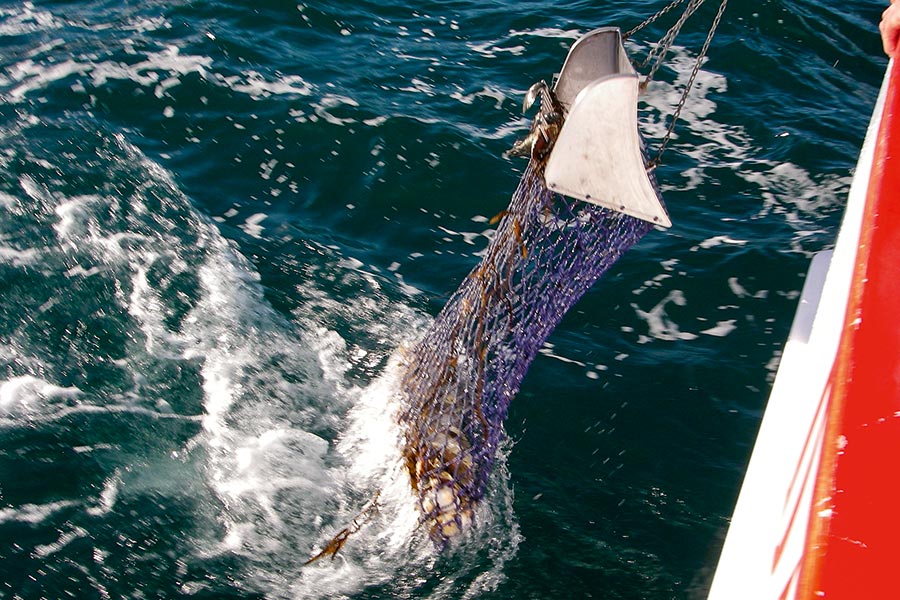 NZ Scallops Part 2 Distribution and Breeding The Fishing site