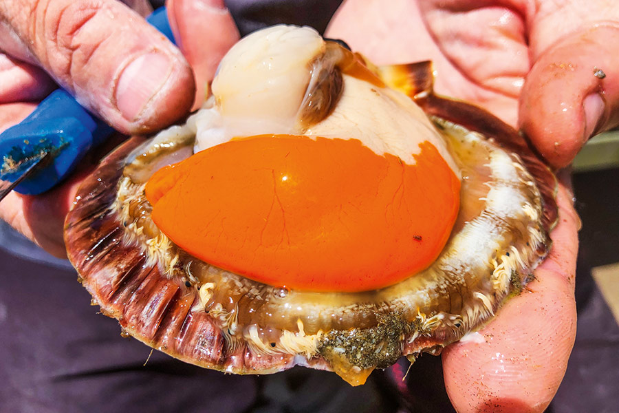 NZ Scallops Part 2 Distribution and Breeding The Fishing site