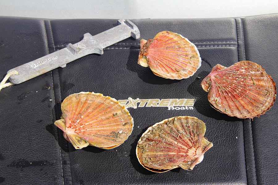 NZ Scallops Part 2 Distribution and Breeding The Fishing site