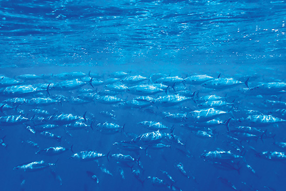 Skippies are a good sign that there could be marlin around.