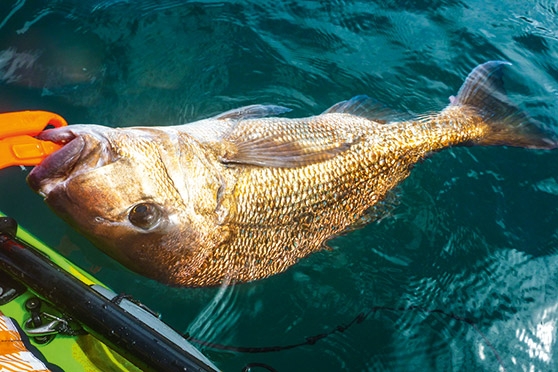 Under the right circumstances, fish survive catch and release, provided they are handled carefully.