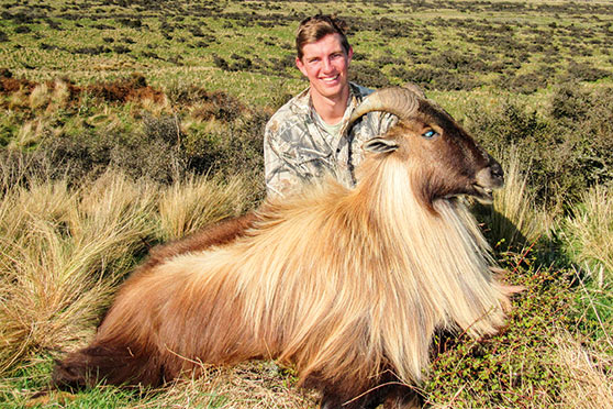 Trophy tahr like this fine animal are worth a great deal to regional economies.
