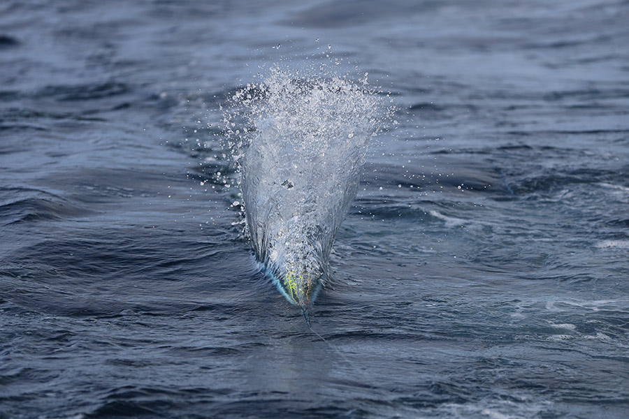 This Zuker 5.5 will create good splash and resulting bubble trail almost anywhere in the spread.