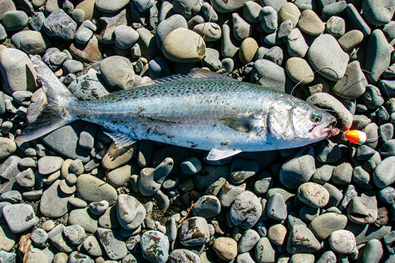 Rivermouth kahawai are prime shore-based targets.