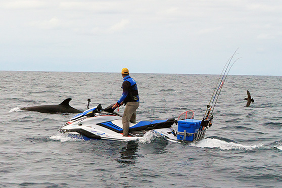 A rare visit from a false killer whale. 