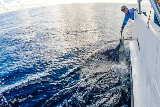The writer releasing a big Wanganella Bank stripey.