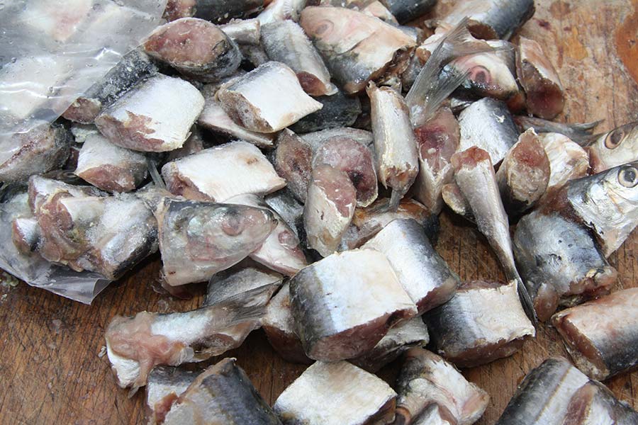 Chunking the likes of pilchards and fish frames can be a substitute for, or add to, a berley trail.