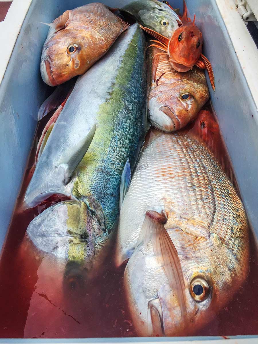 The fish are treated with respect aboard Elma J. Ben keeps the catch in good condition in a 115l IceyTek bin filled with frozen water bottles to create an ice water slurry.