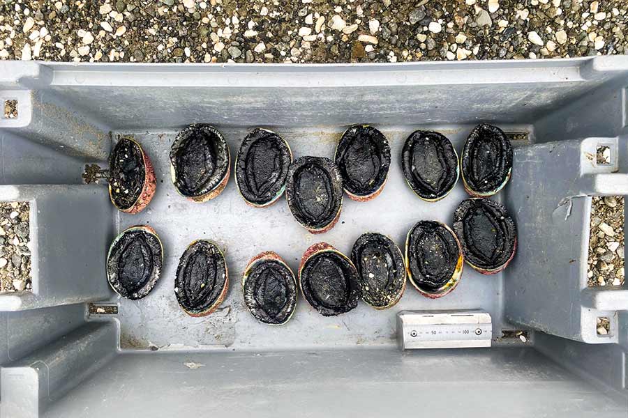 The individual caught with these paua was infringed for both excess and undersized paua, which were returned to the sea once the evidence was documented.