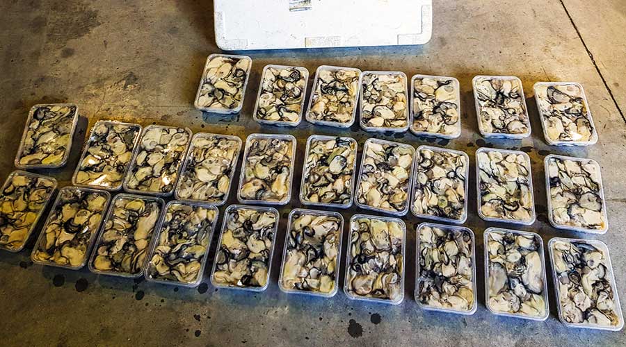 Because of its unknown history, a haul like this intercepted by fisheries officers cannot be distributed to the community for health reasons.