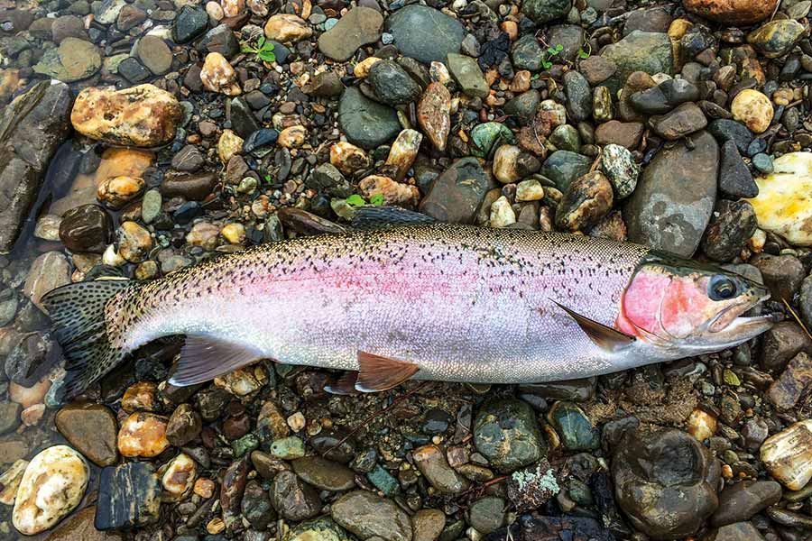 A Pomahaka rainbow trout in early spawning colours.