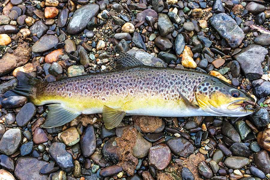 A change in lure colour quickly produced fish for the writer.