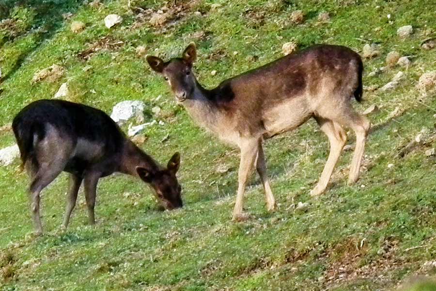 A fallow doe and her offspring the writer decided to photograph instead of shoot.
