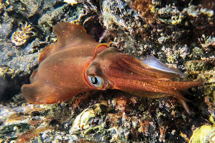 During the day, putting your broadfin squid in a rockpool is a great way to keep it fresh for longer, especially if you forgot your chilly bins.