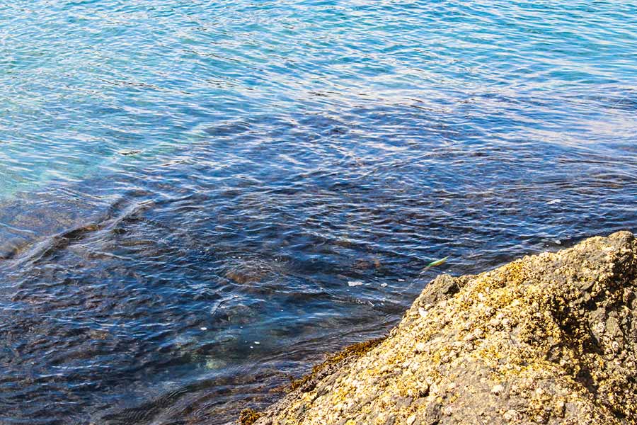 A promising looking spot to catch squid. Note the clear water, the weeds and the rocky structure further back.
