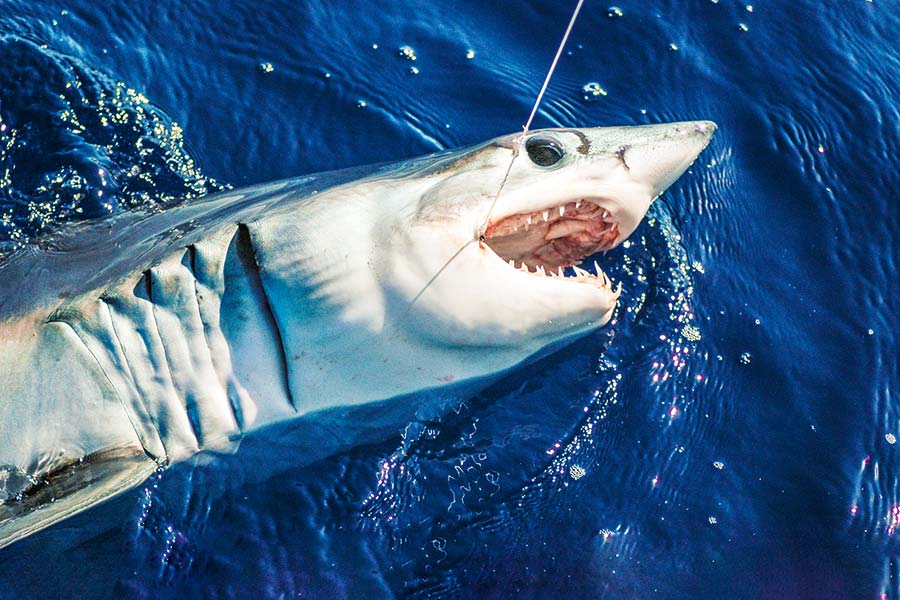 Makos are the only sharks that really seem to deliberately line you up and have a go.