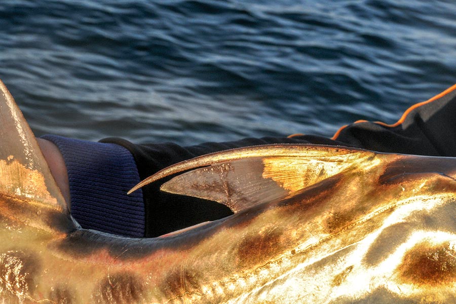 Elephant fish have a wicked dorsal spine that can be raised or lowered at will and can give a nasty wound.