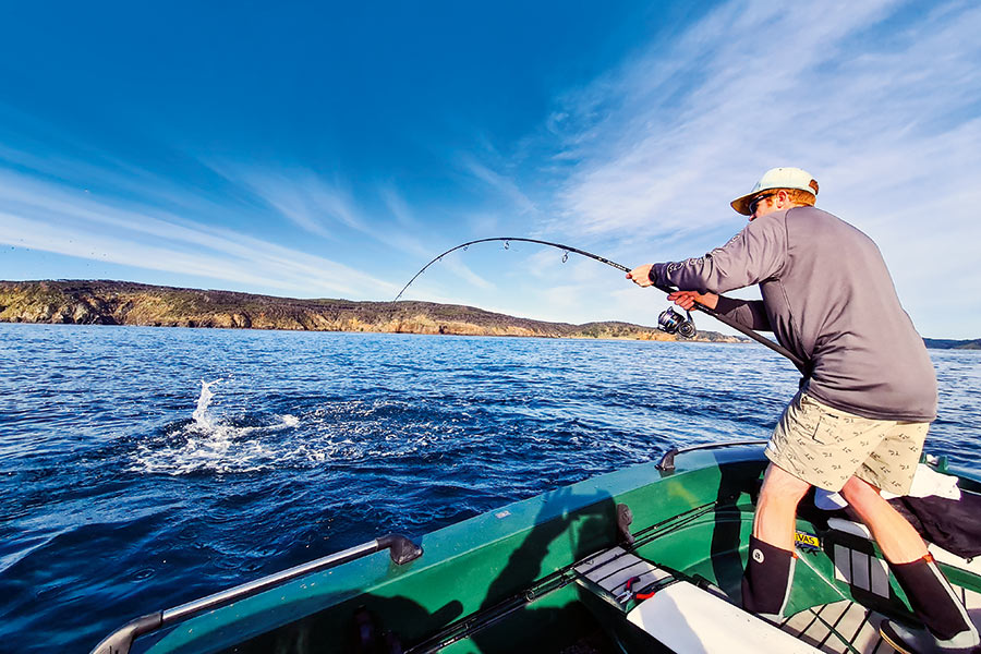 Kingfish Bag Limits Are They Too High The Fishing Website
