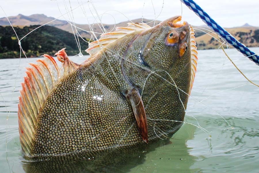 May is a top month for netting flounders in estuaries and upper harbours - a solid feed.