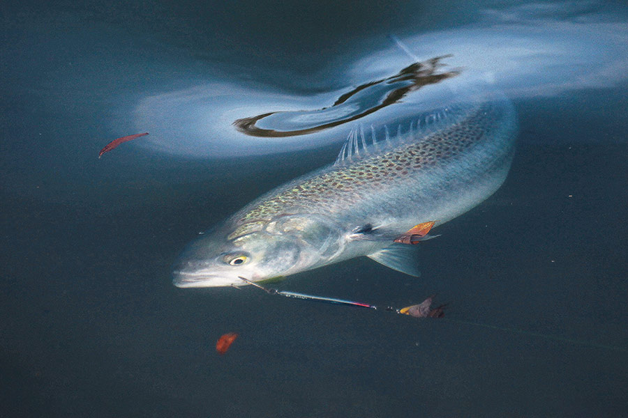 May is often a good month to harvest kahawai at river mouths.