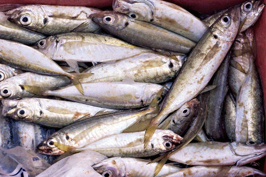 Large shoals of jack mackerel come close inshore in May around the South Island.