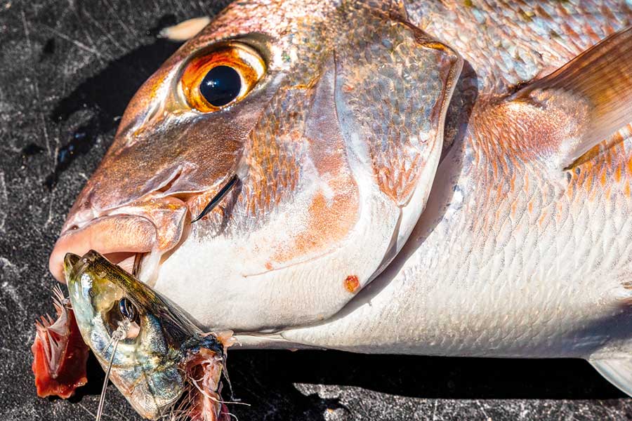 Fishing the Manukau Inside and Out The Fishing site