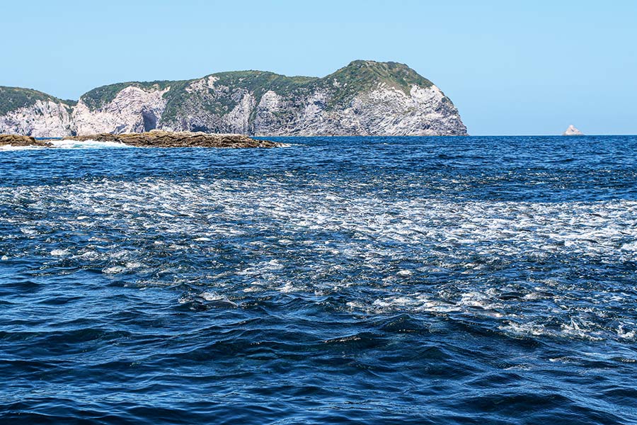 If it's a black marlin you're after, running a livebait around the edges of a trevally school like this could prove fruitful.