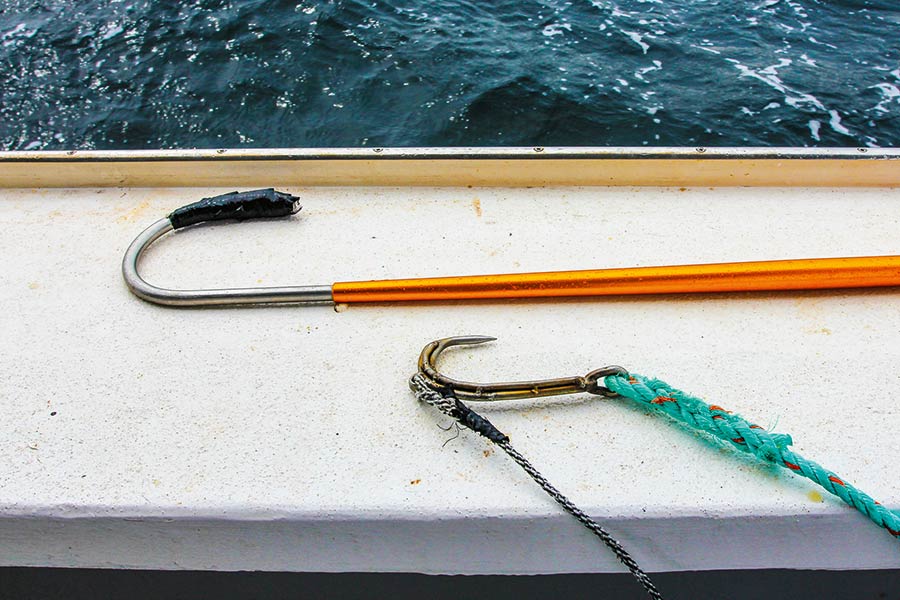 Releasing Fish Safely The Fishing site