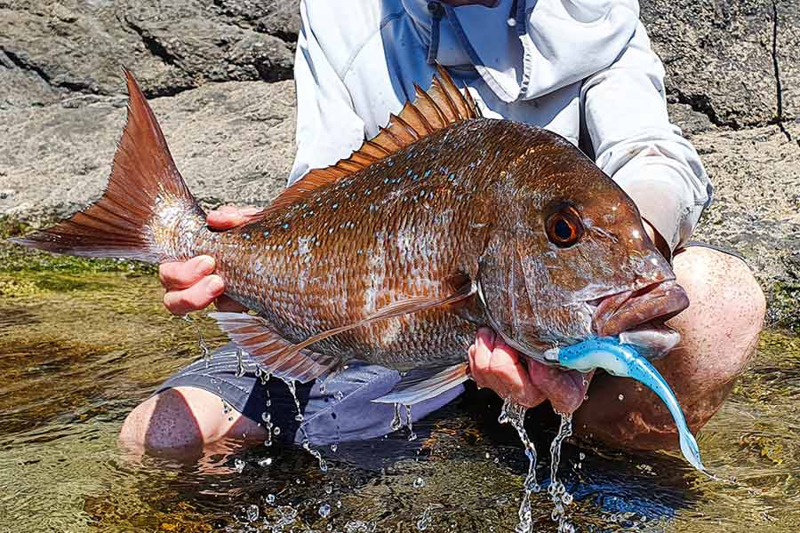 Soft-baits off the rocks can be fished slow enough to be very effective on snapper in kelpy environments. Jack Worthington with an east coast fish.