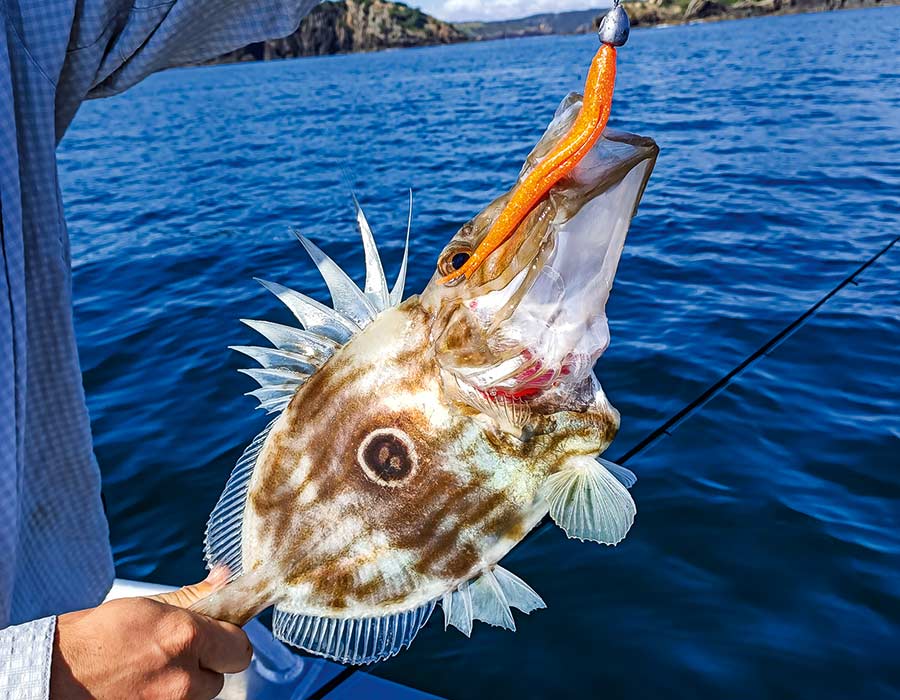 John dory have always shown a liking for slow 'yo-yo' retrieves and for lures that flutter and wiggle as they fall straight down. Soft-baits have really revolutionised john dory jigging.