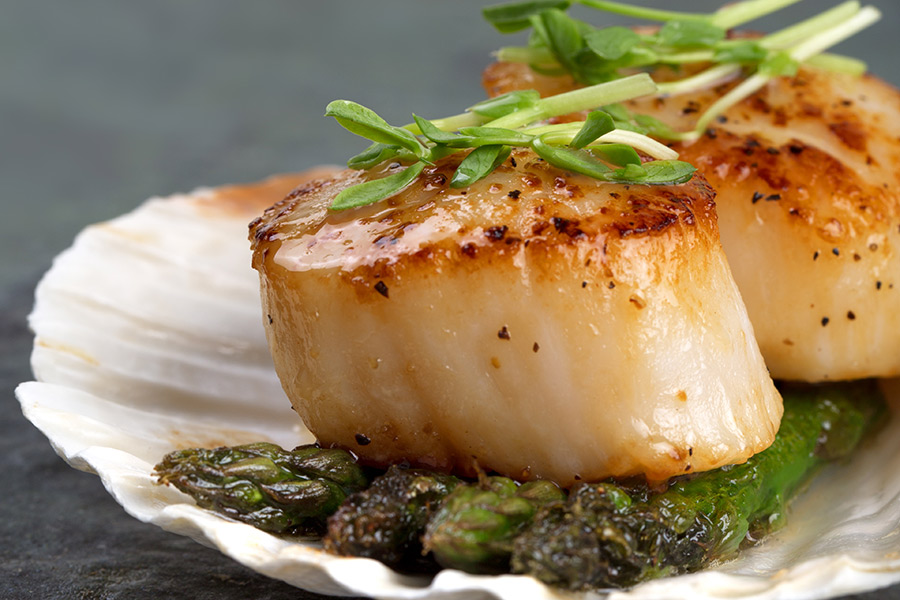 NZ Scallops Part 3 Lifecycle The Fishing Website