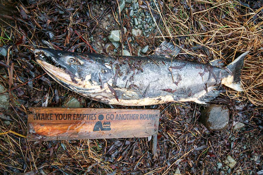 Our salmon fishery is in a delicate state and each fish ought to be valued, unlike this specimen.