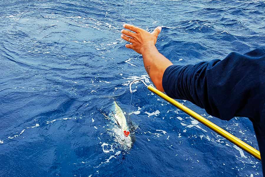 Take care when landing a yellowfin as they are very powerful.